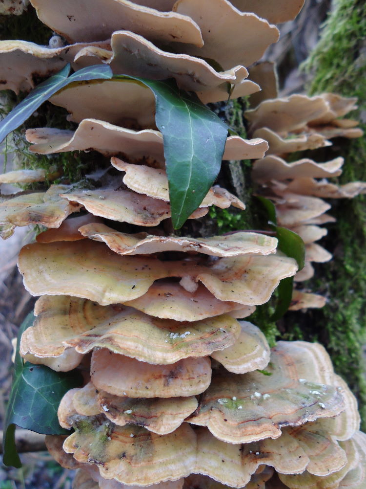 Trametes hirsuta (Trametes versicolor)